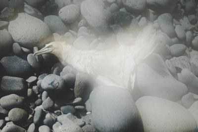 Ljósmyndasafn_Gunnlöð Jóna Rúnarsdóttir