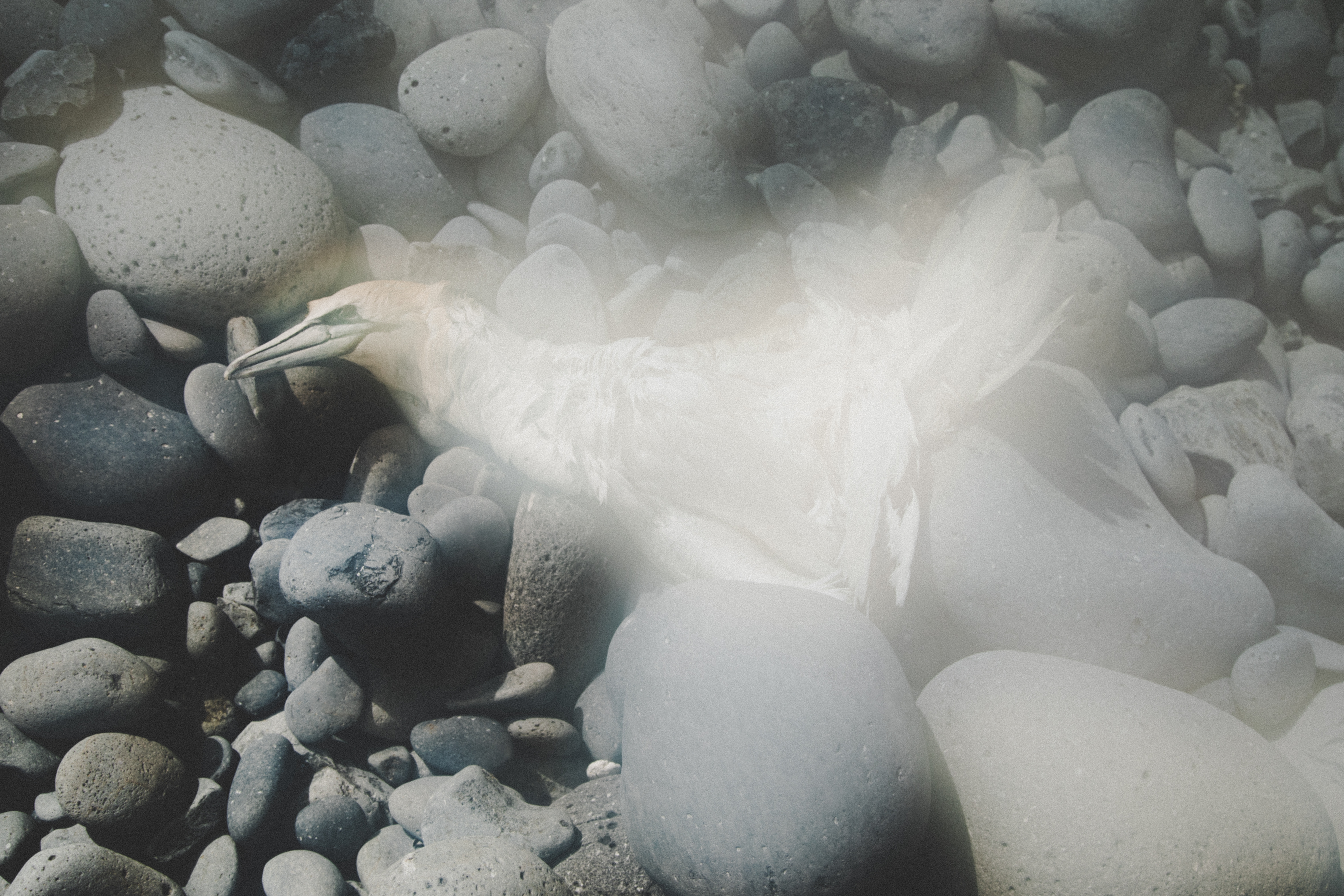 Ljósmyndasafn_Gunnlöð Jóna Rúnarsdóttir